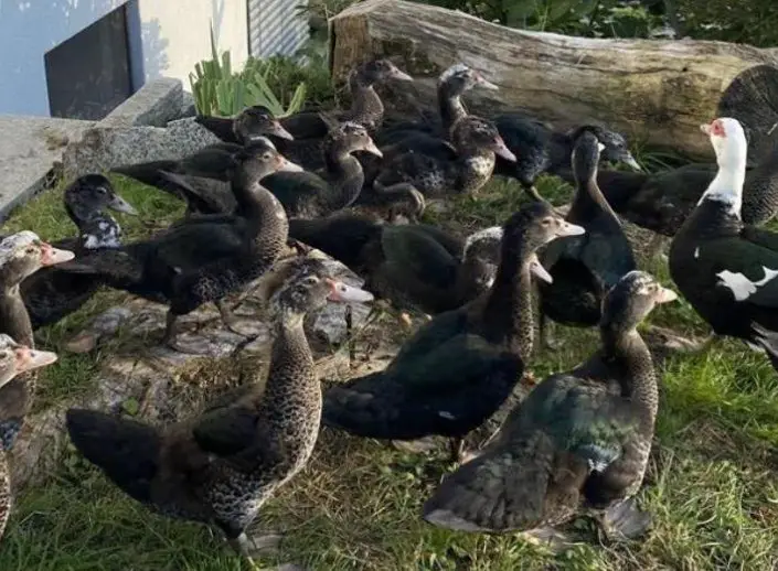 Junge Stummenten aus Naturbrut, handzahm