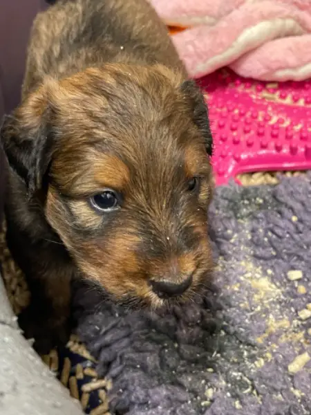 Wir haben Wäller Welpen