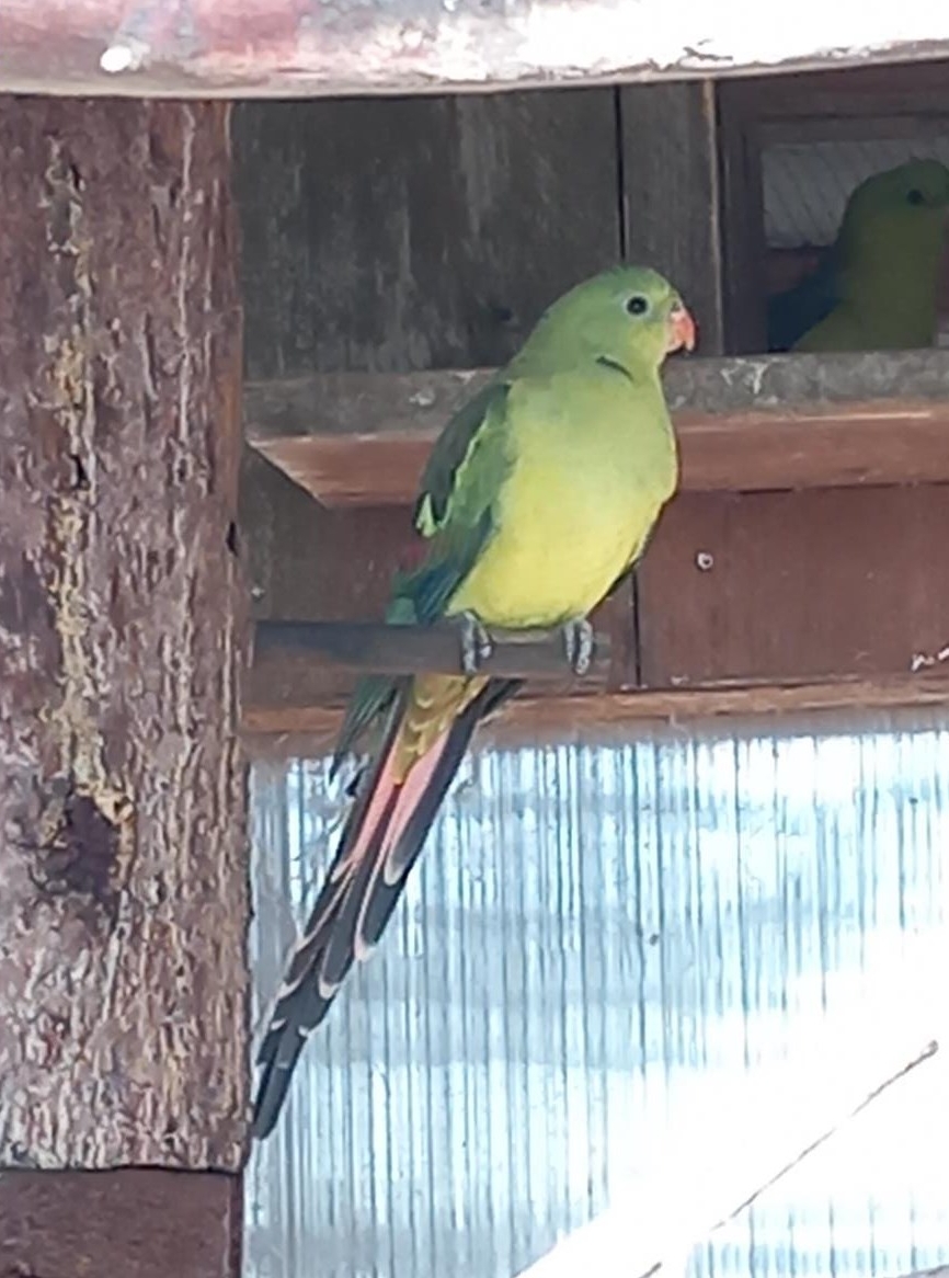 Schöne Bergsittiche männlich zu verkaufen