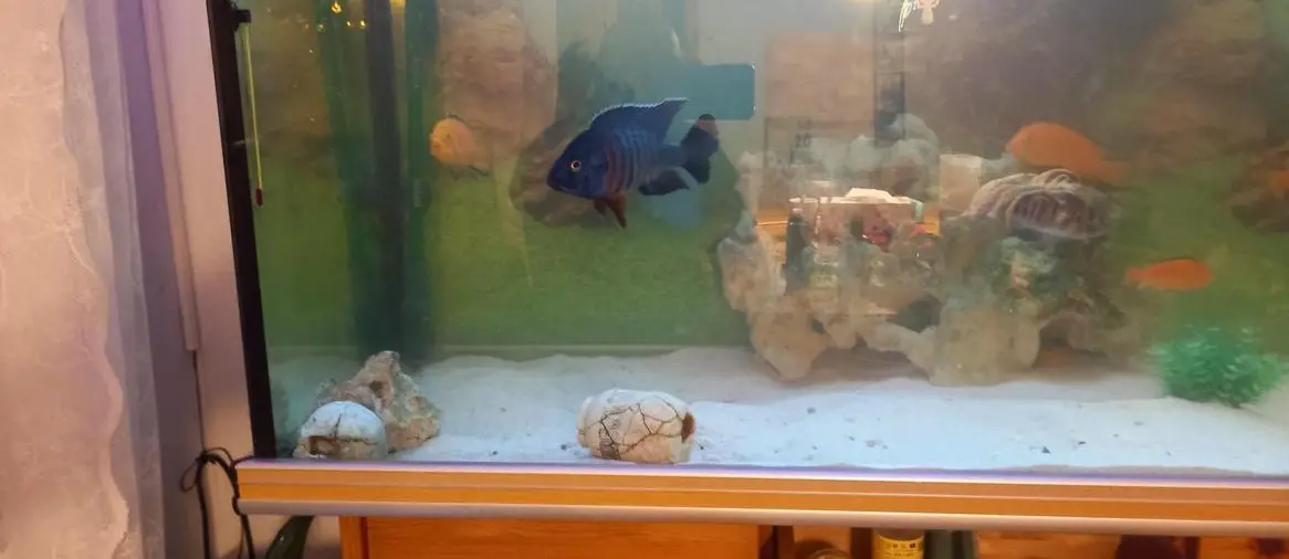 Malawi Buntbarsche abzugeben