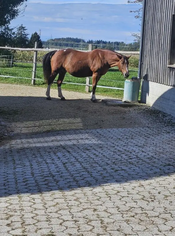 Gesucht wird Pferdemensch mit Herz und Verstand