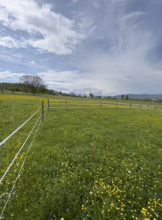 Freie Paddockboxen in Privatstall in Wahlen BL