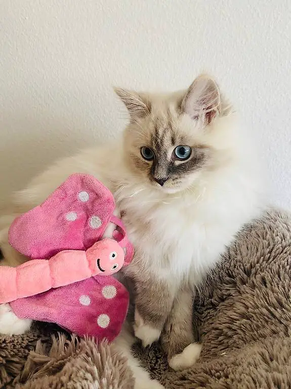 Reinrassige Sibirische Katze / Neva Masquarade