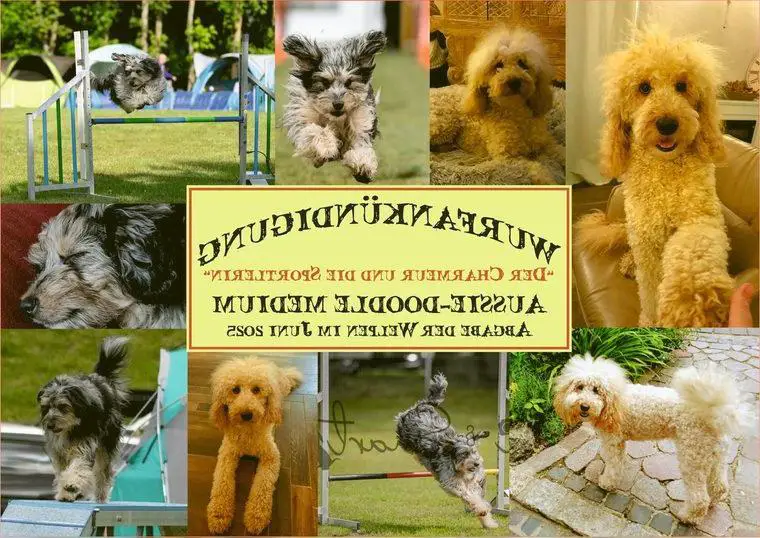 Wurfankündigung Aussiedoodle Medium Welpen