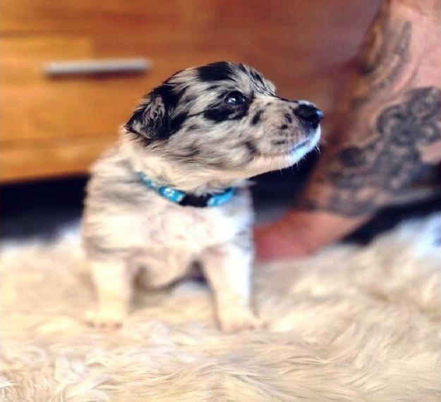 Boder Collie Welpen mit Herz