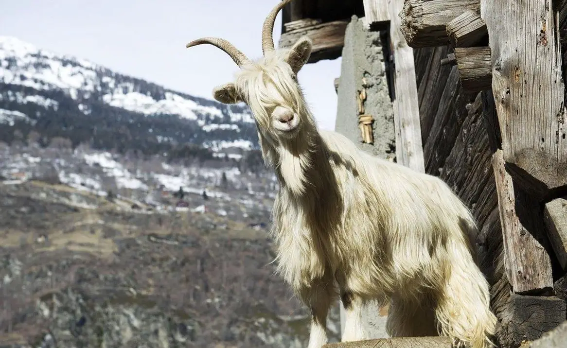Capra Sempione Geissen + Appenzeller Ziegen gesucht