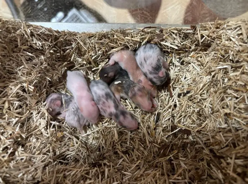 Teddyhamster suchen ein schönes Zuhause