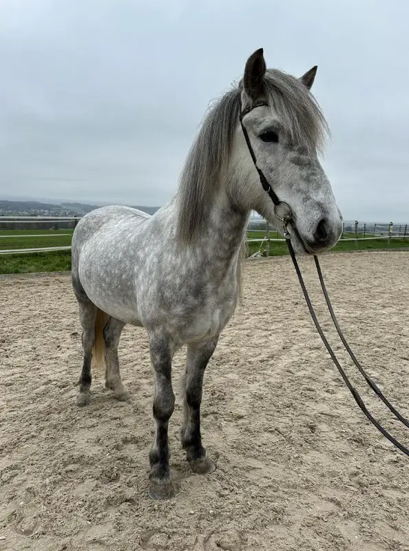XL Isländer Wallach mit viel Tölt