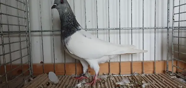 Budapester Hochflieger