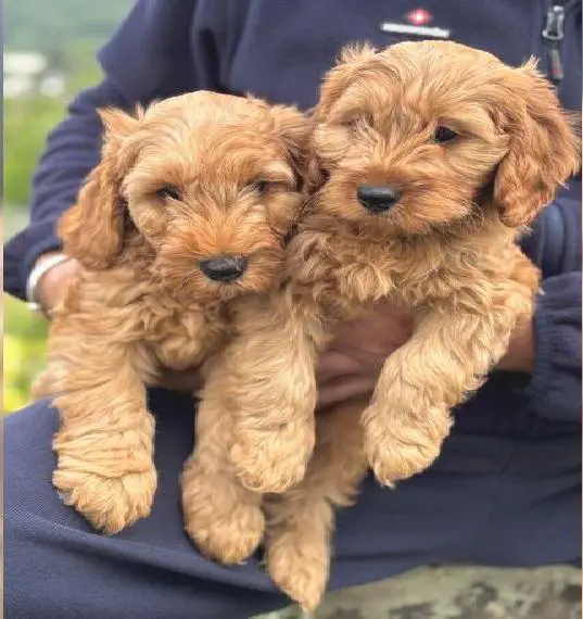 Cockerpoo-Welpen / Cockapoo-Welpen in Red