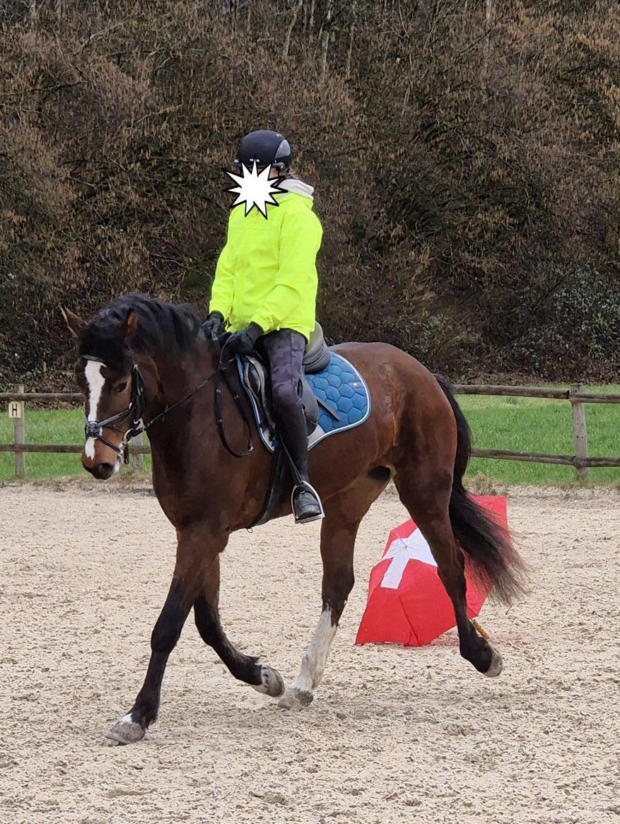 Hübsche Freiberger Mix Stute
