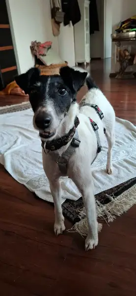 Penelope, ca. 7 Jahre, z.zt. auf PS in 45481 Mühlheim