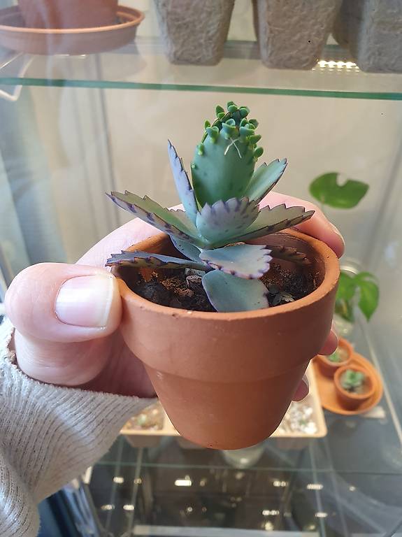 Kalanchoe dalgramontana (Muttertausender/ Heilpflanze)