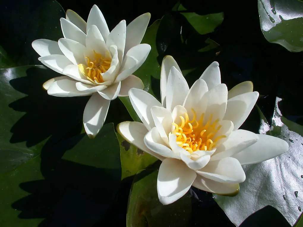 Seerose Teichpflanze Nymphaea "Candidissima"