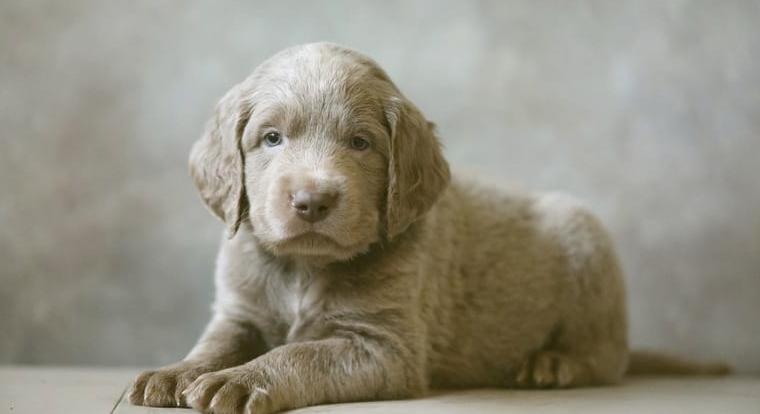 Elegante, einzigartige langhaar Weimaraner-Welpen aus genehmigter Zucht