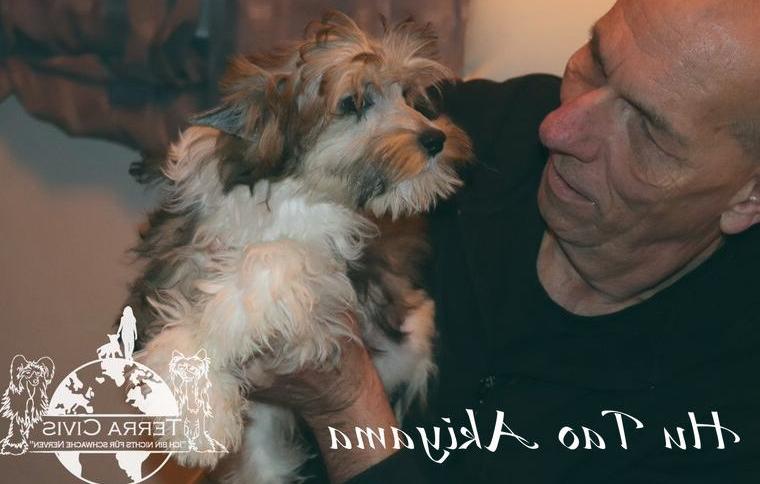 Chinese Crested, Powderpuff Hündin Tao