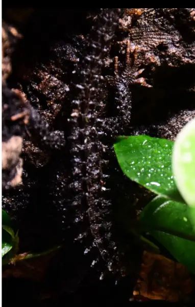 Tribolonotus Gracilis 0.0.1