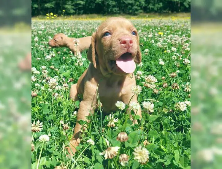 Magyar Vizsla Welpen