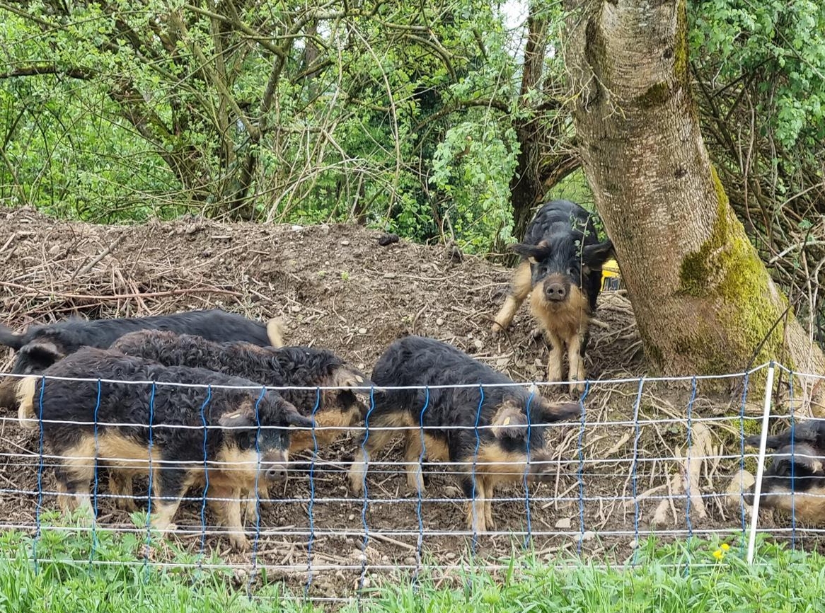 Wollschweine zu verkaufen aus Weidehaltung