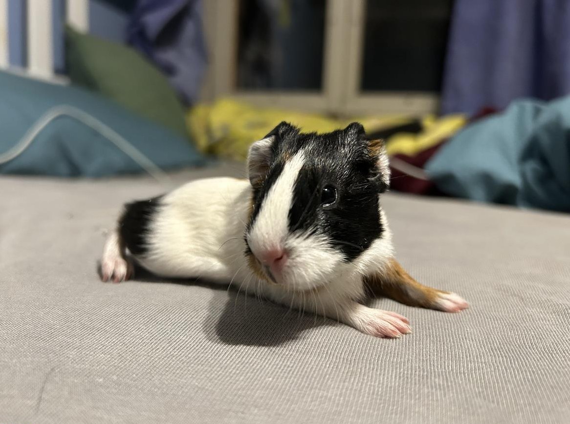 Junge Glatthaar Meerschweinchen, weiblich