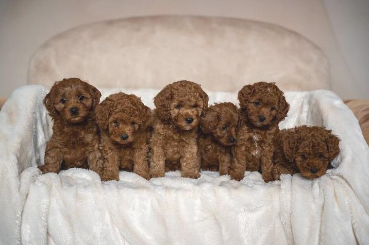 Bezaubernde Cavapoo-Welpen suchen ein liebevolles Zuhause