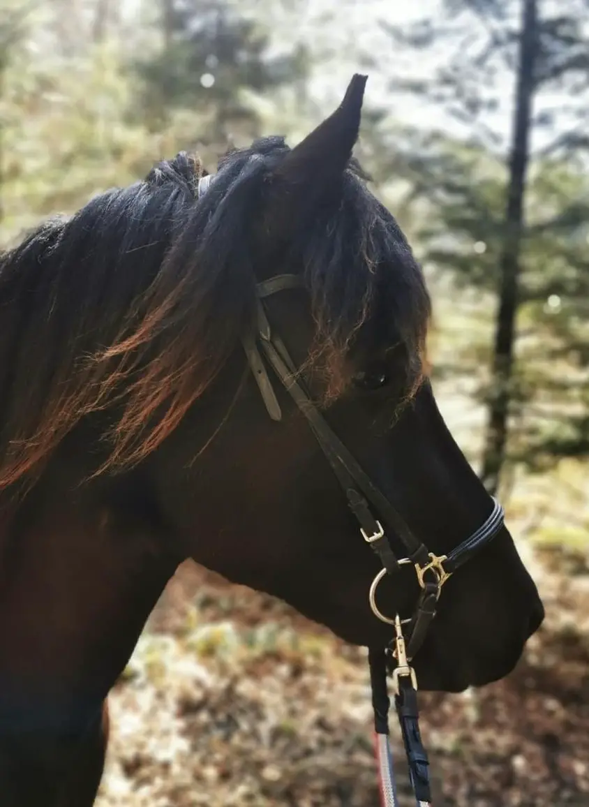 13-jährige Isländer Stute an Bestplatz zu verkaufen