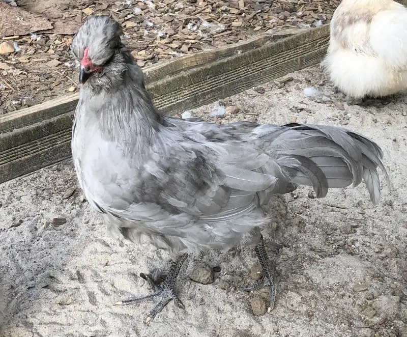 Grüne Eier legende Araucana Henne zu verkaufen