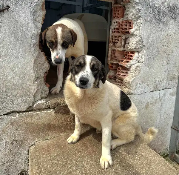 Lexa: Mischlingshündin, ca. 1,8 Jahre, z.zt. in Griechenland