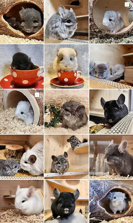 Chinchilla