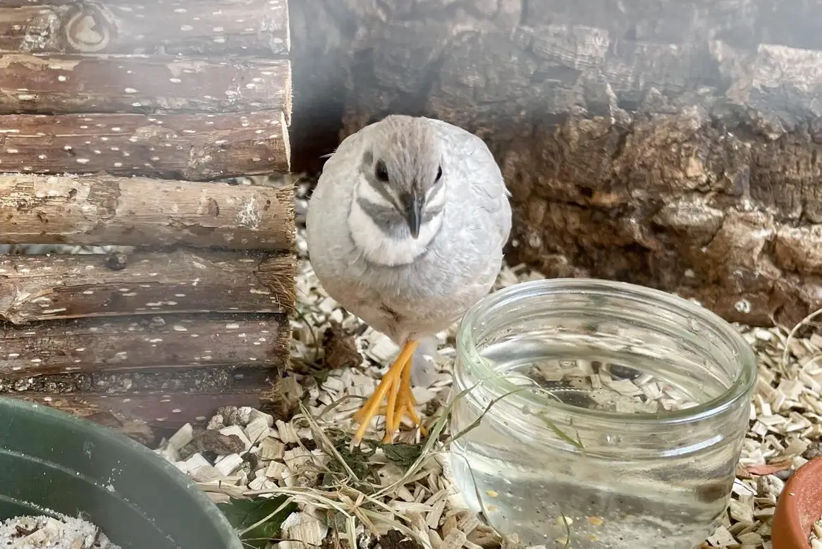 Junger Chinesischer Zwergwachtel Hahn