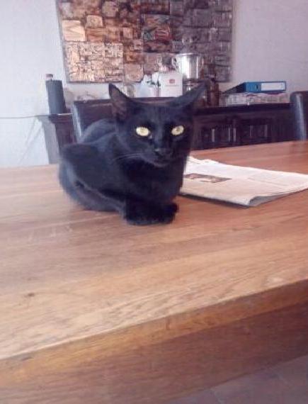 Katerchen vom Bauernhof / Tierheim sucht Zuhause