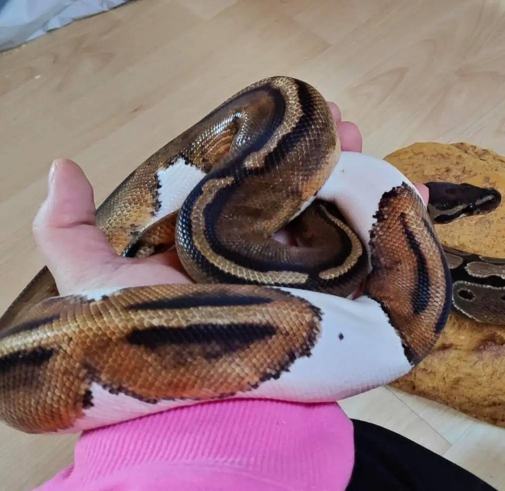 Königspython Piedbald männlich, CH-Nachzucht