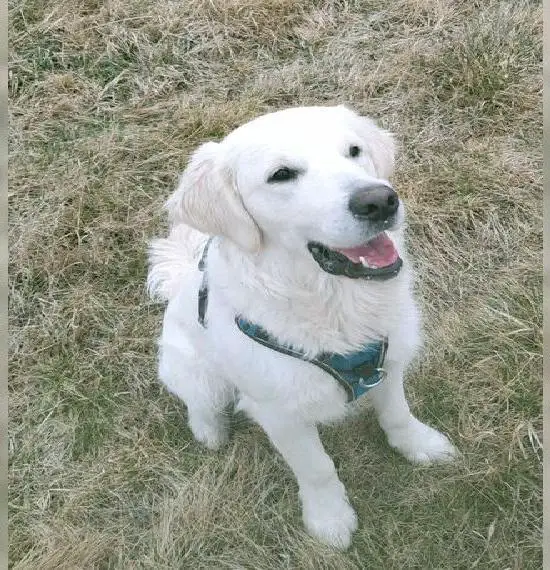 Schöner weisser Golden Retriever Rüde, 9 Monate alt, aus Champion-Linien.
