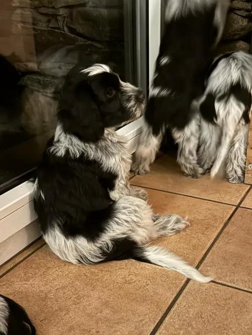 Schapendoes-Welpen mit SKG Stammbaum