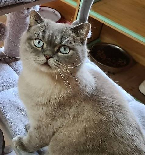 Britisch Kurzhaar 1 Kater 3,5 J. und 1 Weibchen 4 J.