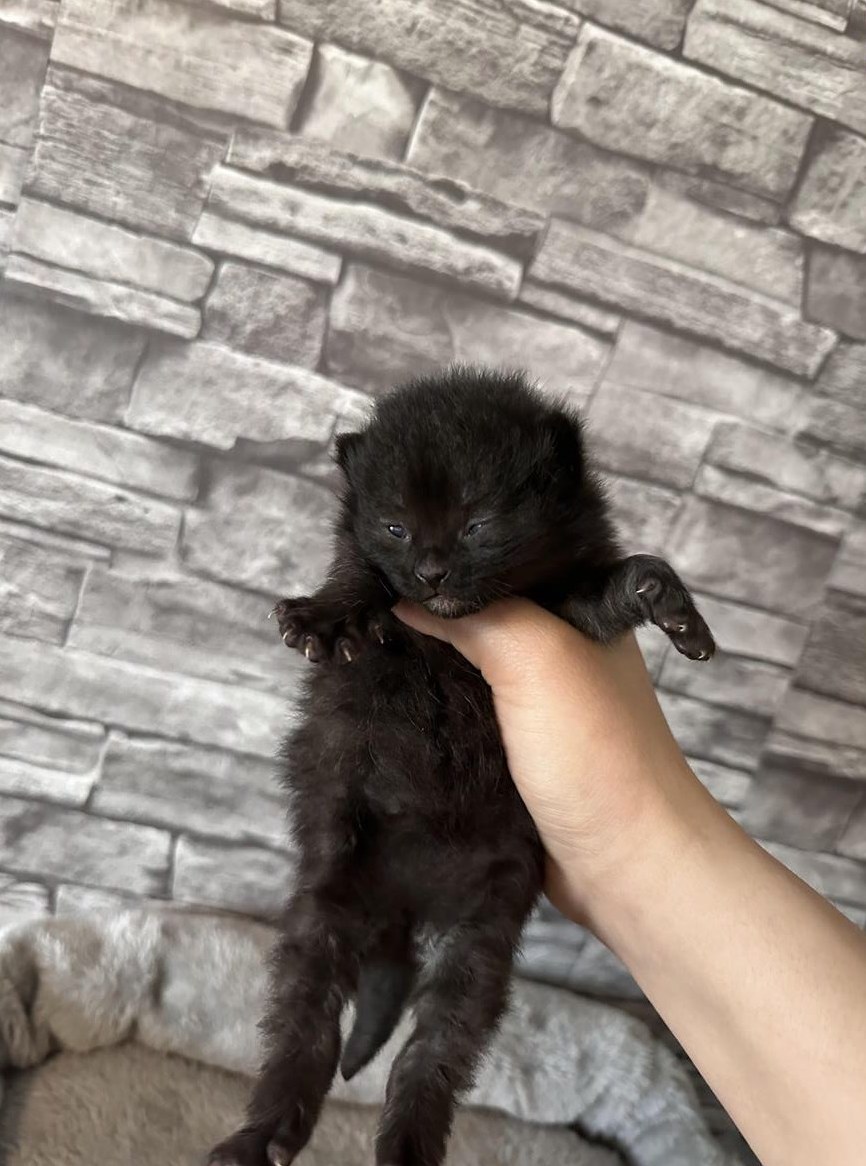 Männliche BKH Kitten Mischlingskatzen