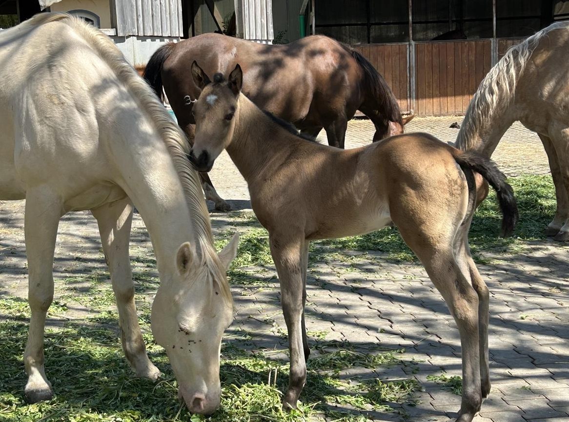 Schönes Quarter Horse Stutfohlen zu verkaufen