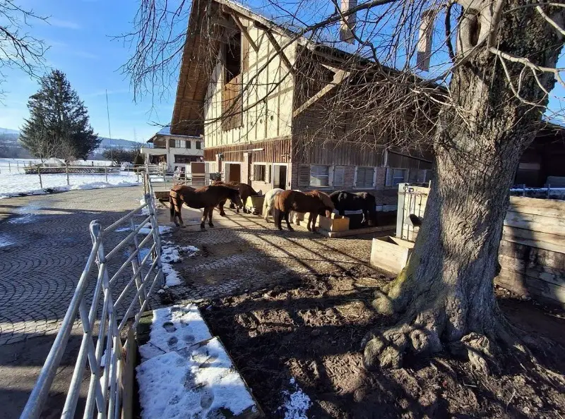 Bieten freie Offenstallplätze in Kiesen BE