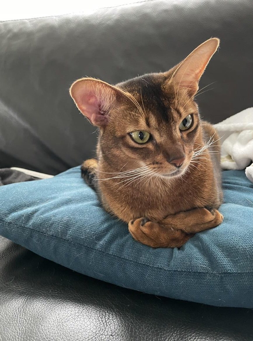 Abessinier Katze - Breeze, ein 3-jähriger Kater
