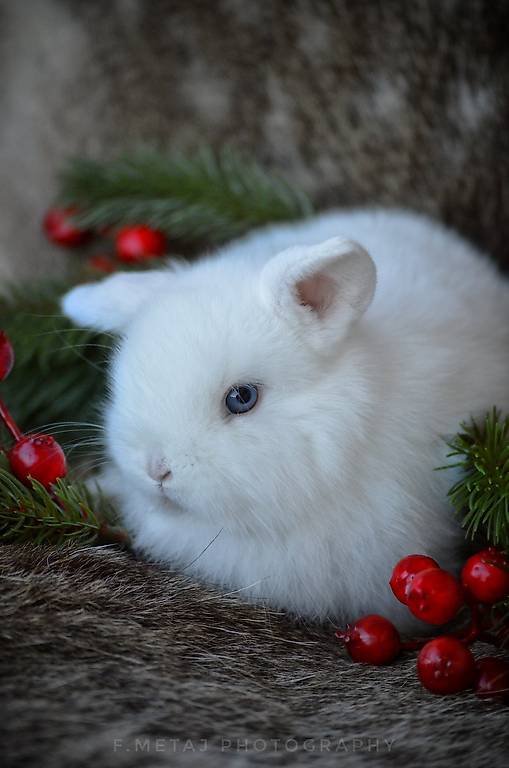 Lapins nains minilops pure race