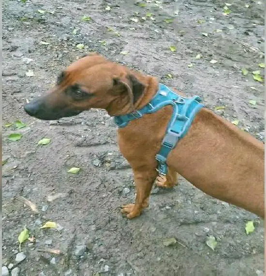 Rhodesian Ridgeback Hündin perfektes Wesen