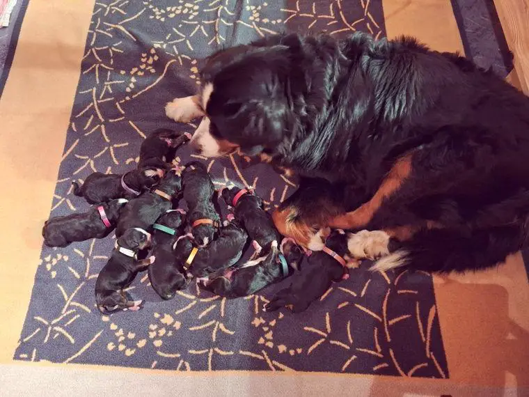 Reinrassige Berner Sennen Welpen ohne Papiere