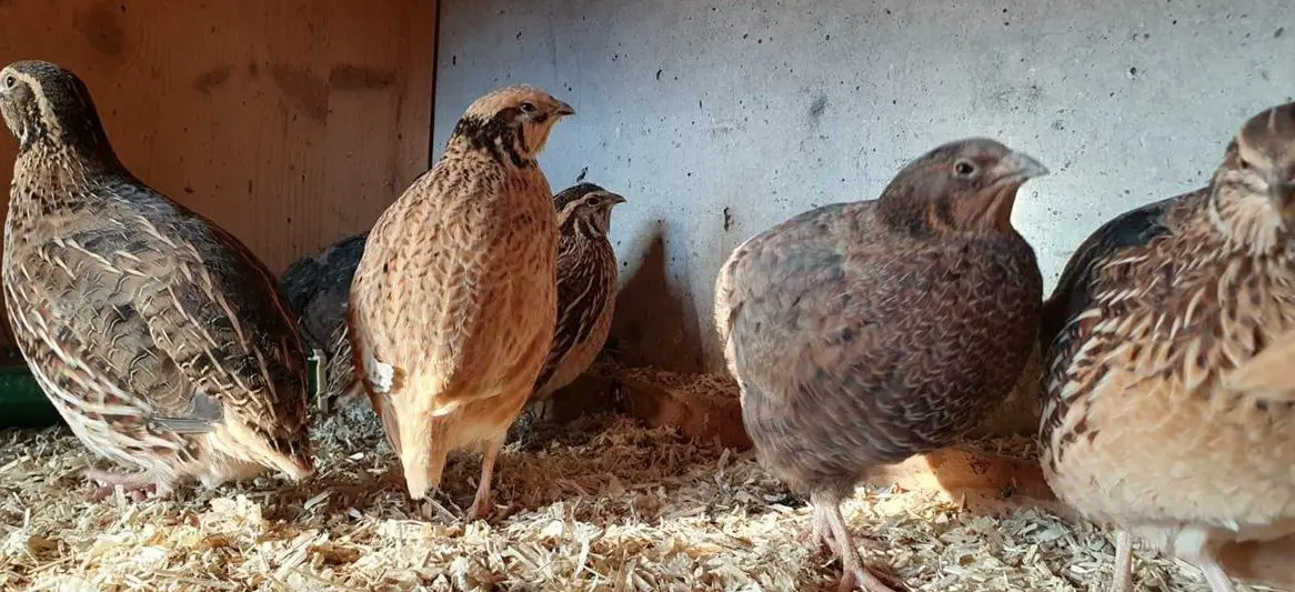 10 Japanische Legewachteln zu verkaufen