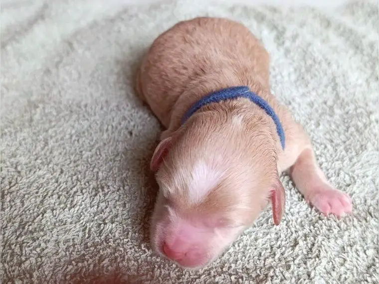 Bildschöne schoko Havapoos zu vergeben