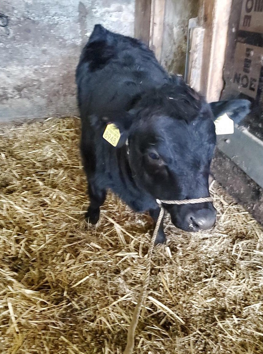 Dexter Rind Enzian, genetisch hornlos