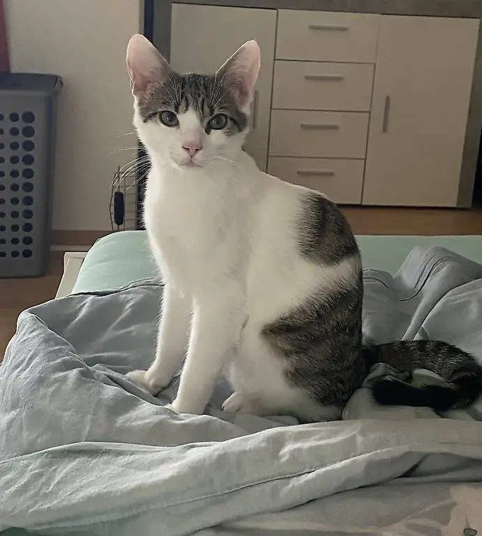 Junger Kater sucht ein zuhause