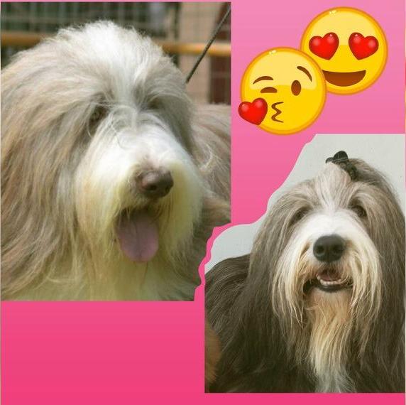 Bearded Collie Welpen