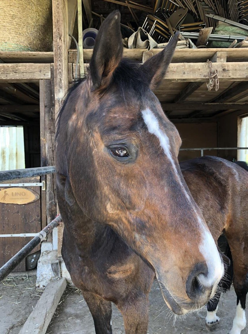 Reitbeteiligung für Oldenburger Stute in Stäfa ZH