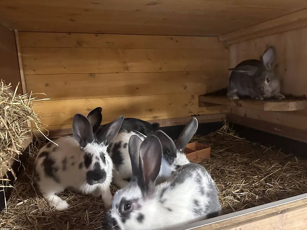 Vendo conigli incroci