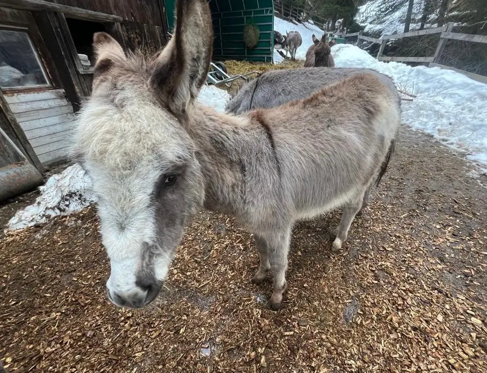 Esel / Kleinesel Hengst zu verkaufen